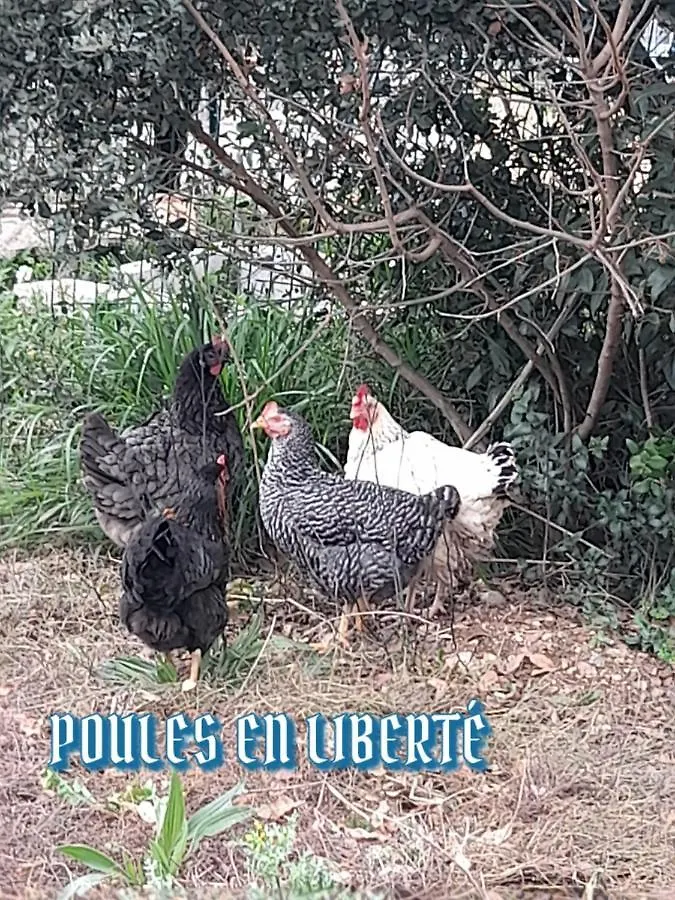 Provence Aparthotel Neoules France